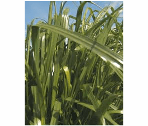 RYE GRASS BESFORT ORIGINAL X 1 KG