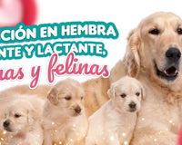 Nutrición en hembra gestante y lactante, caninas y felinas