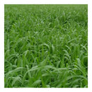 Mombaza Panicum maximum Massai Incr. x 1 kg