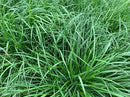 Rye Grass Dorella x 50 lb